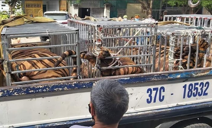 Phát hiện 17 con hổ lớn nuôi nhốt trái phép trong khu dân cư