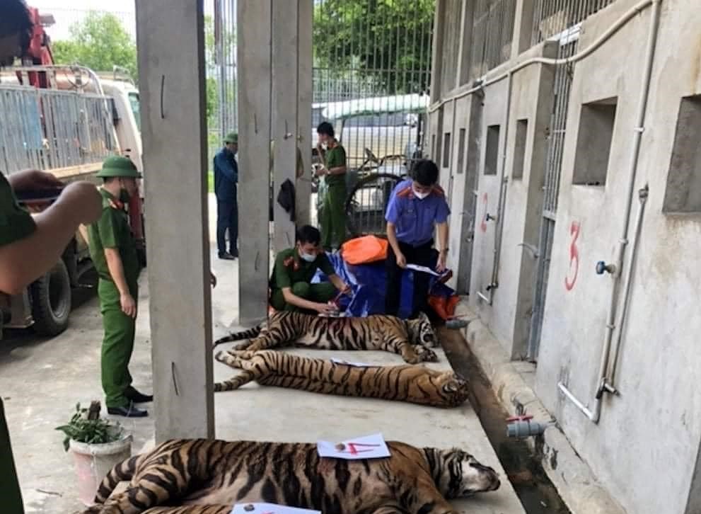 Vụ 17 con hổ lớn nuôi trong nhà dân: Thả về tự nhiên hổ có xu hướng kiếm ăn gần khu dân cư