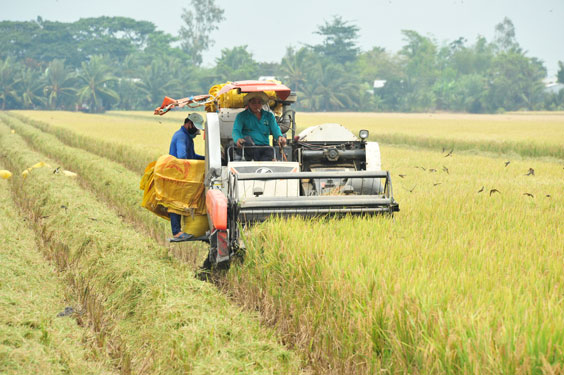 Tìm đầu ra cho hạt lúa
