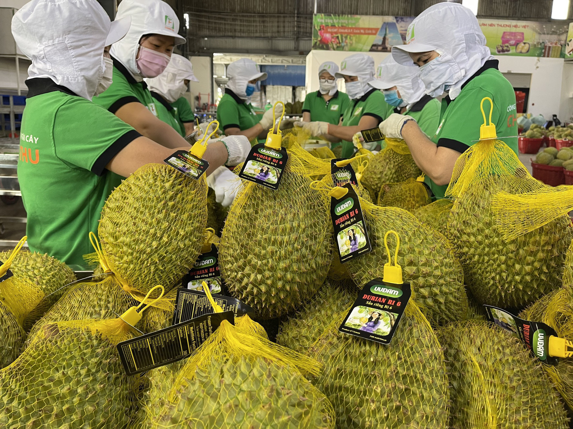 Giá sàn 320.000 đồng/kg, sầu riêng Ri6 "cháy hàng" tại Úc