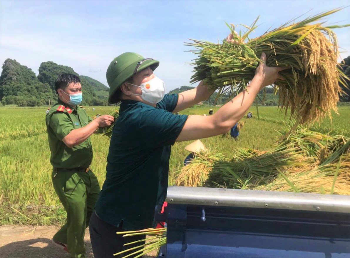 Bí thư huyện ở Thanh Hóa xuống đồng giúp dân gặt lúa chạy bão số 5