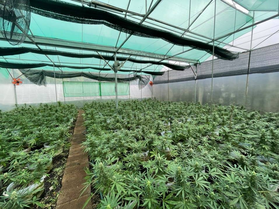 Từ Tiền Giang lên Đắk Lắk lập "trang trại" trồng cần sa