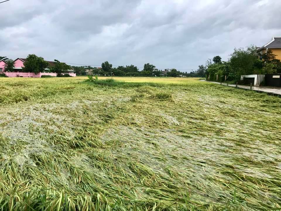 Miền Trung đang mưa tầm tã, ruộng lúa ngã đổ, 1 tàu gặp nạn