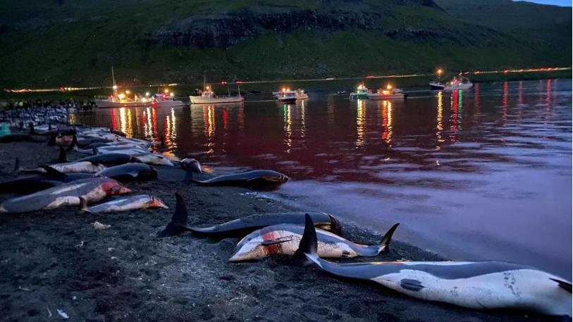 Cuộc săn đẫm máu kỷ lục ở quần đảo Faroe