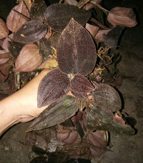 Giải mã “bí ẩn” loại cỏ kim cương mọc hoang dại, giá 20 triệu đồng/kg - Ảnh 4.