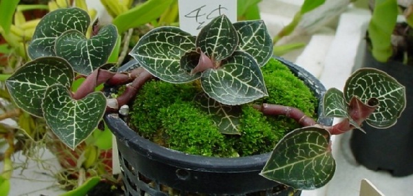 Giải mã “bí ẩn” loại cỏ kim cương mọc hoang dại, giá 20 triệu đồng/kg - Ảnh 9.