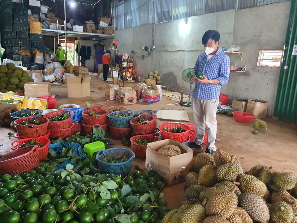 Nông dân lo lắng vì yêu cầu tạm dừng mua bán sầu riêng, bơ khi đang thu hoạch