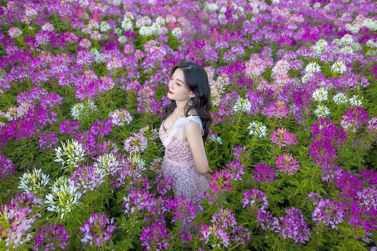 Hoa nở rực rỡ trên đường lên đỉnh Fansipan - Ảnh 4.