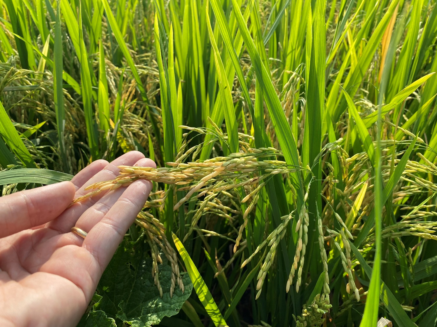 Giải ph&aacute;p giảm lượng giống gieo sạ - Ảnh 5.
