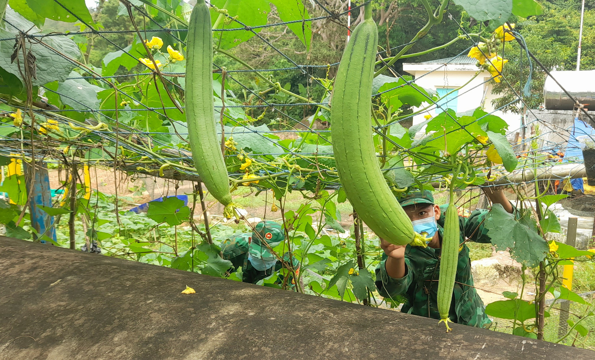 Bi&ecirc;n ph&ograve;ng đảo Thổ Ch&acirc;u trồng rau, nu&ocirc;i heo tặng d&acirc;n ngh&egrave;o - Ảnh 3.