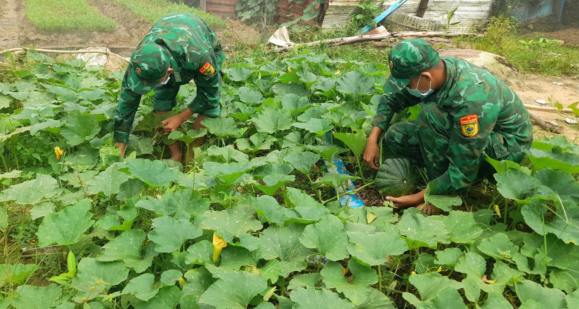 Bi&ecirc;n ph&ograve;ng đảo Thổ Ch&acirc;u trồng rau, nu&ocirc;i heo tặng d&acirc;n ngh&egrave;o - Ảnh 1.