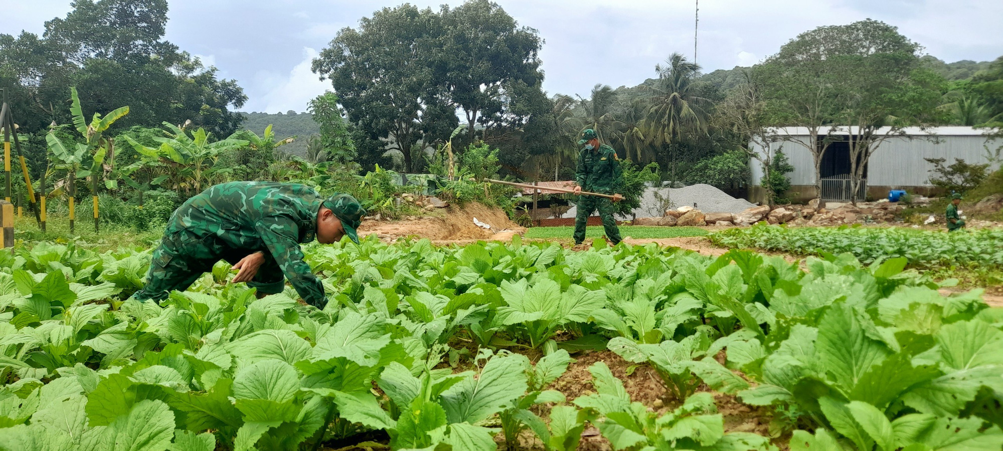 Biên phòng đảo Thổ Châu trồng rau, nuôi heo tặng dân nghèo