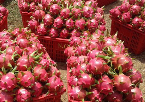 Chuyên gia nói về lý do khiến SARS-CoV-2 bám trên bao bì đựng quả thanh long