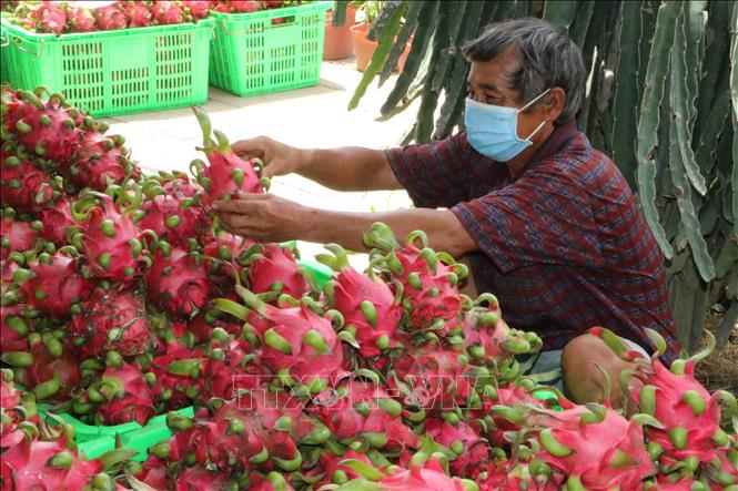 Chuy&ecirc;n gia n&oacute;i về l&yacute; do khiến SARS-CoV-2 b&aacute;m tr&ecirc;n bao b&igrave; đựng quả thanh long - Ảnh 1.