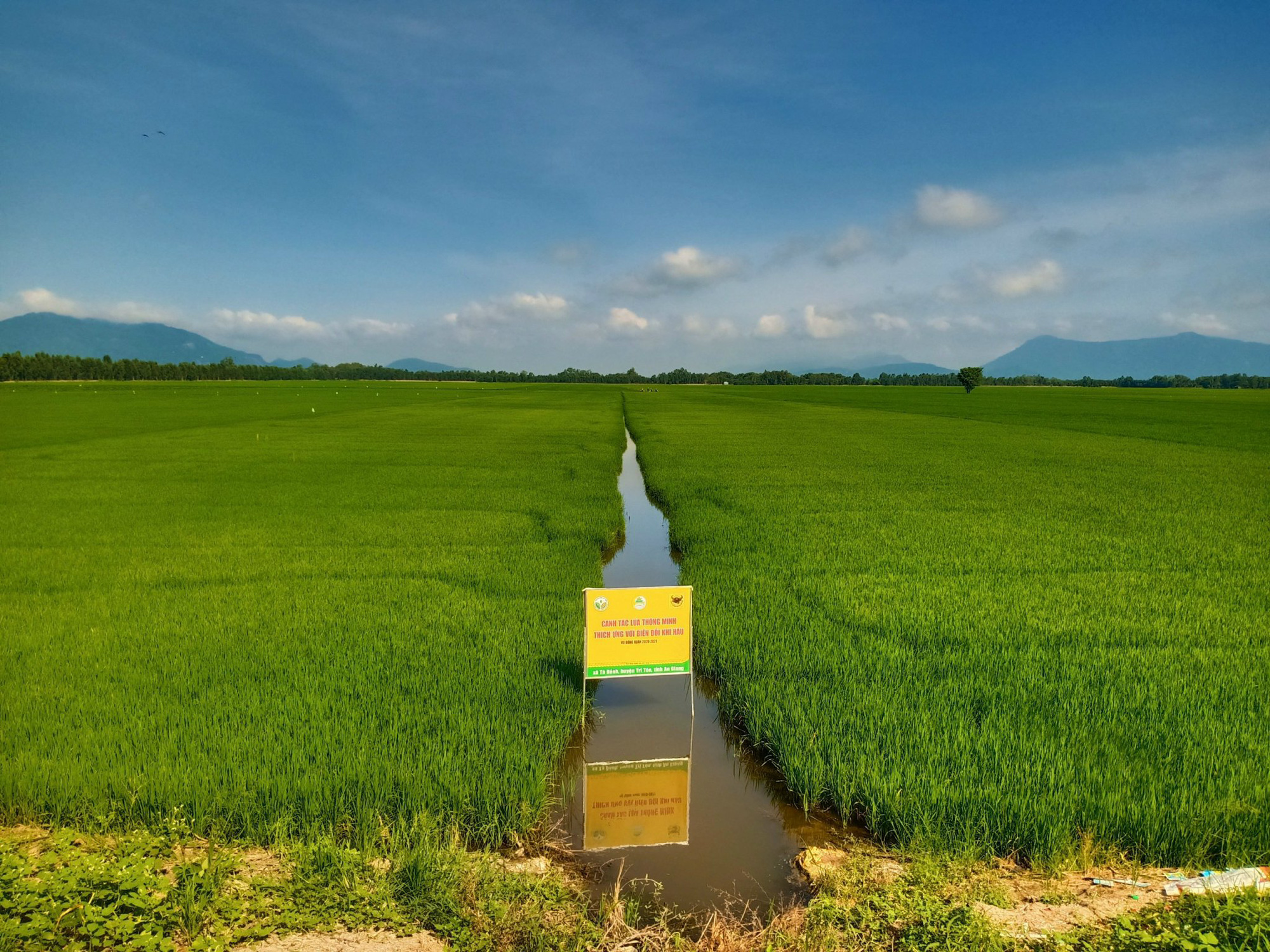 Canh tác lúa thông minh tại ĐBSCL vụ hè thu năm 2021 trong tình hình mới