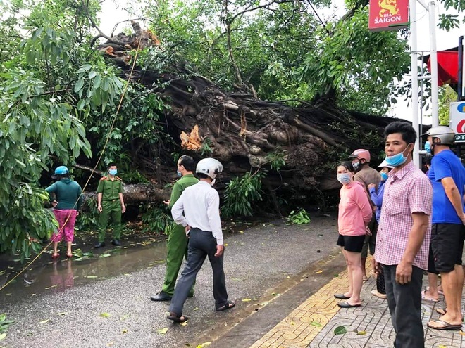 Cây đa cổ thụ 200 năm tuổi bật gốc, đè chết người đi đường