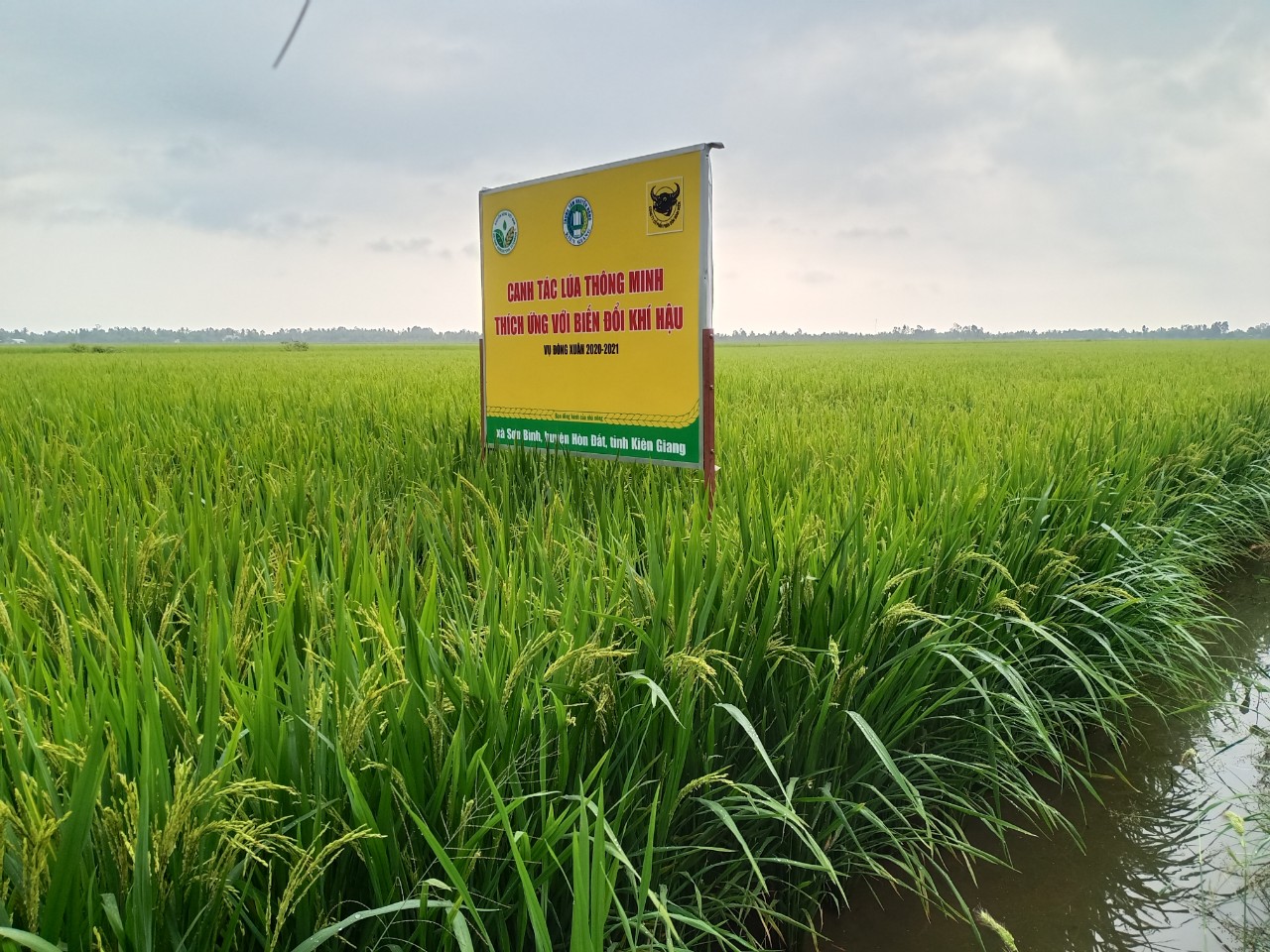 Giải pháp trên vùng đất nhiễm mặn - Ảnh 3.