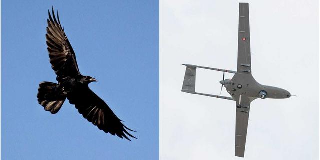 "Sát thủ" bất ngờ hạ gục drone của Google