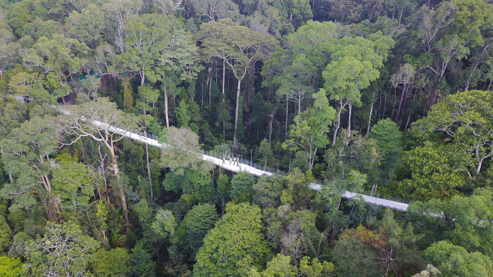 Khu bảo tồn c&oacute; rừng nhiệt đới triệu năm tuổi ở Malaysia - Ảnh 5.
