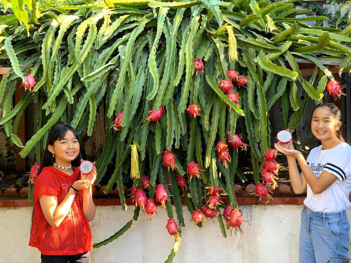 Khu vườn toàn rau trái Việt trên đất Mỹ - Ảnh 11. Khu vườn toàn rau trái Việt trên đất Mỹ - Ảnh 11.