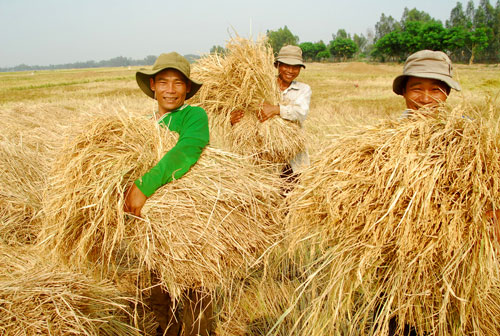 TỌA ĐÀM “TÌM GIẢI PHÁP TIÊU THỤ NÔNG SẢN: TRƯỚC MẮT VÀ LÂU DÀI”: Phát triển tam giác nhà nước - thị trường - xã hội