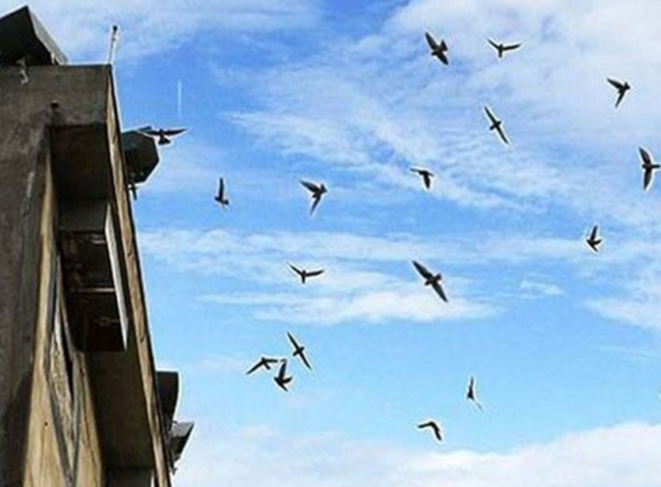 Đau đầu vì chim yến nuôi trong chợ Trà Vinh