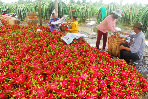 Cấp bách tìm lối ra cho nông sản