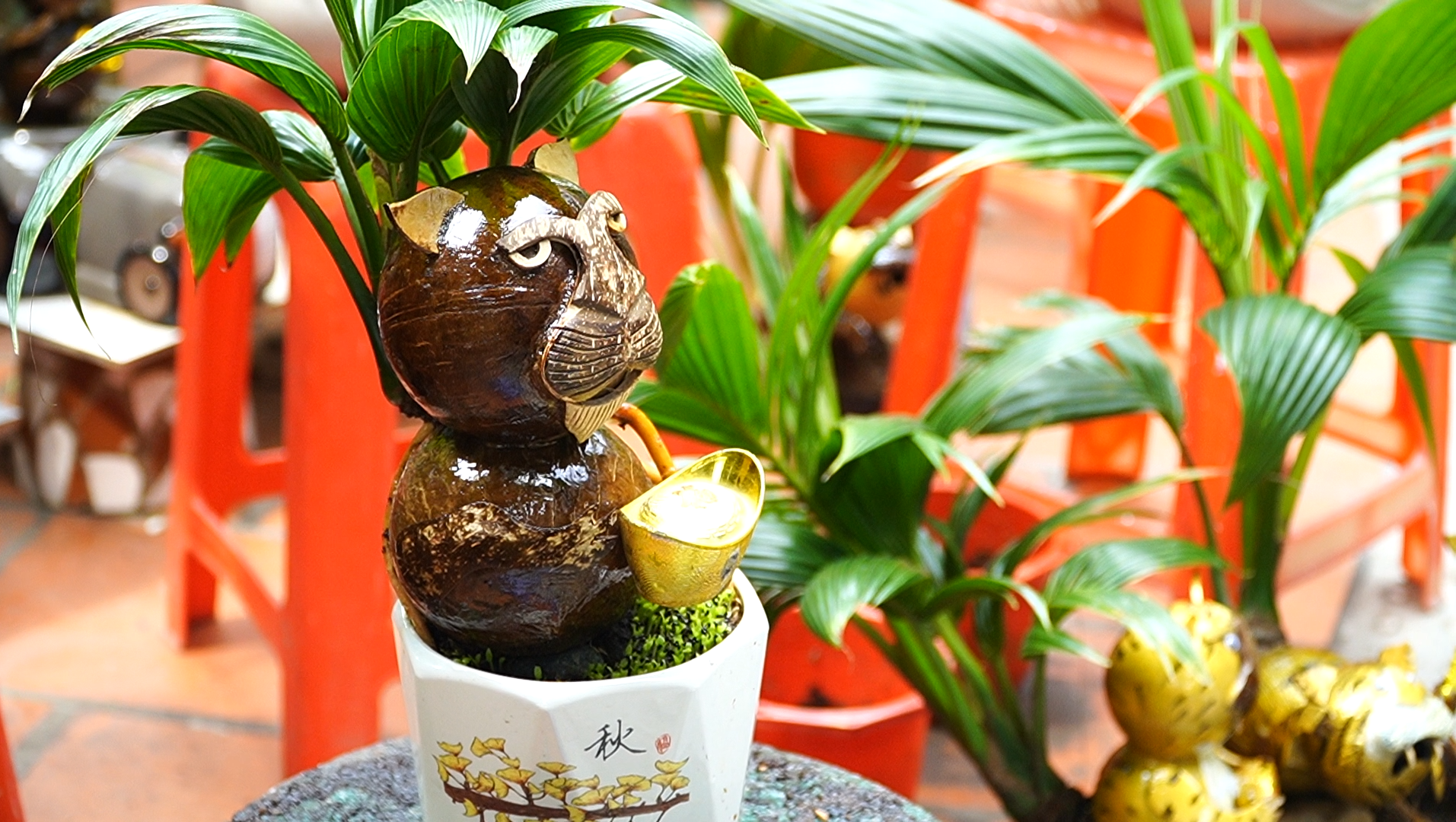 VIDEO: Tạo hình hổ từ bonsai dừa tiền triệu vẫn hút khách chơi Tết