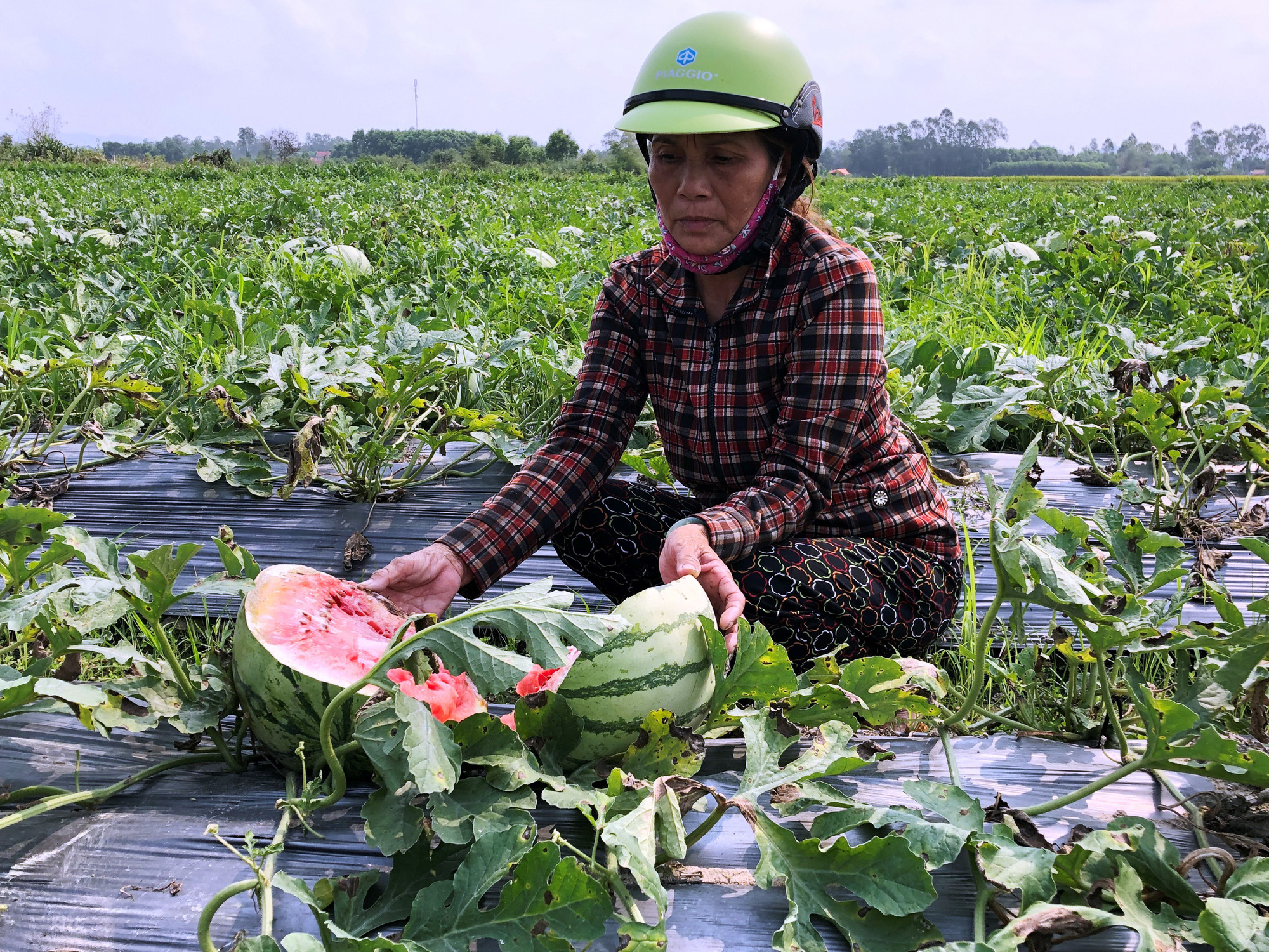 Gỡ thế bí cho nông sản Việt Nam
