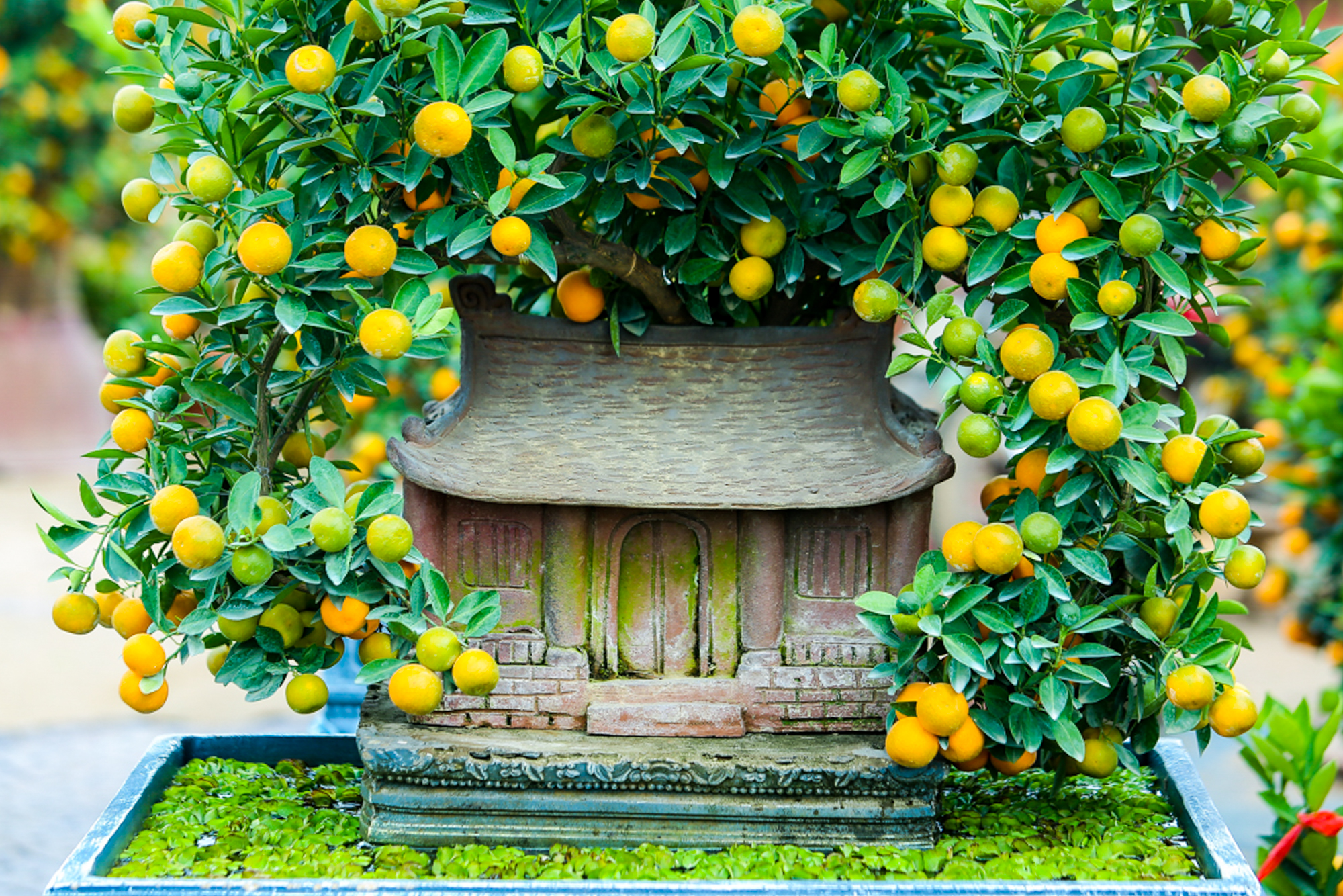 Độc đáo quất bonsai "ôm nhà" cổ mang phong cách xưa hút khách dù giá rất cao
