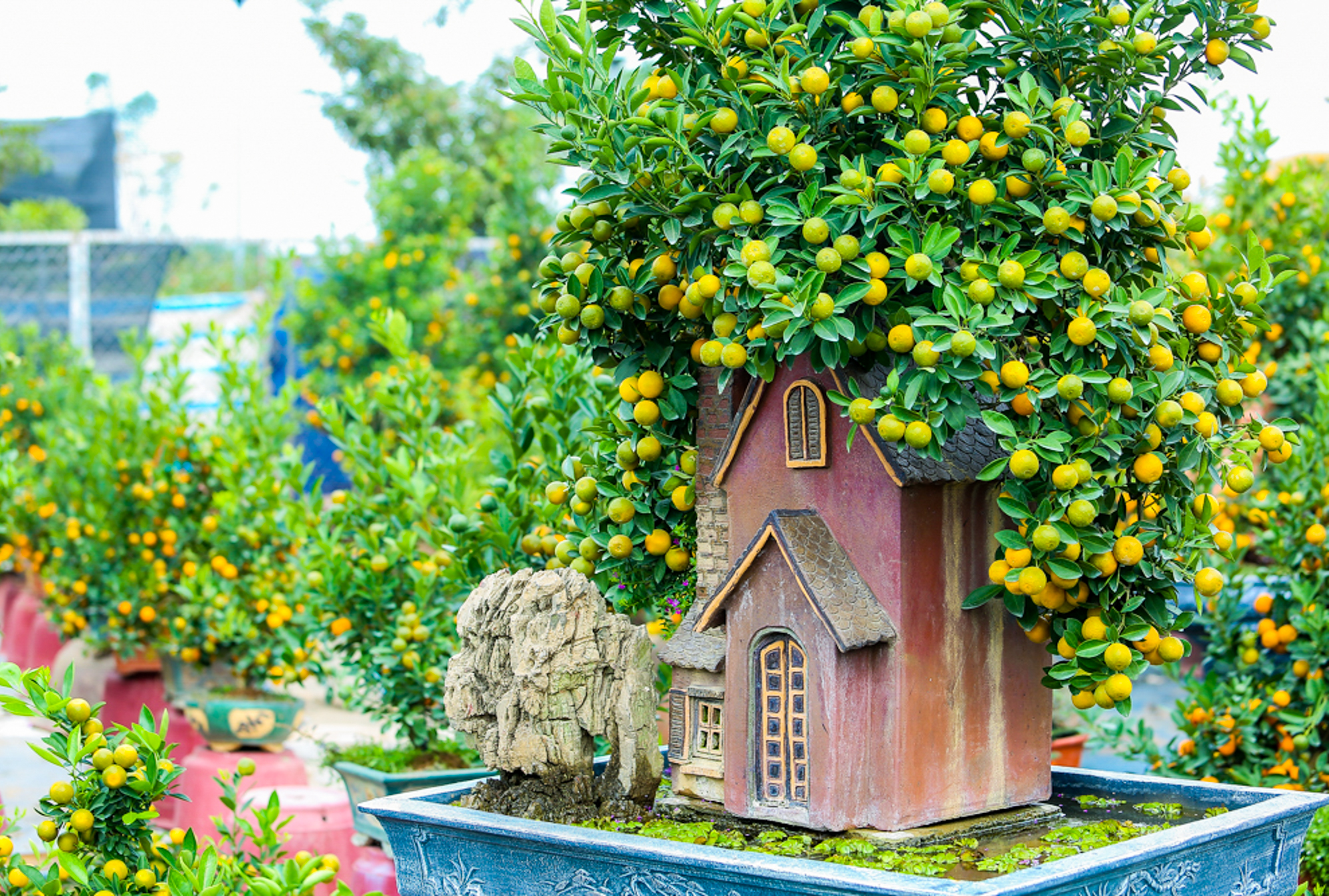 Độc đáo quất bonsai ôm nhà cổ mang phong cách xưa hút khách dù giá rất cao - Ảnh 5.