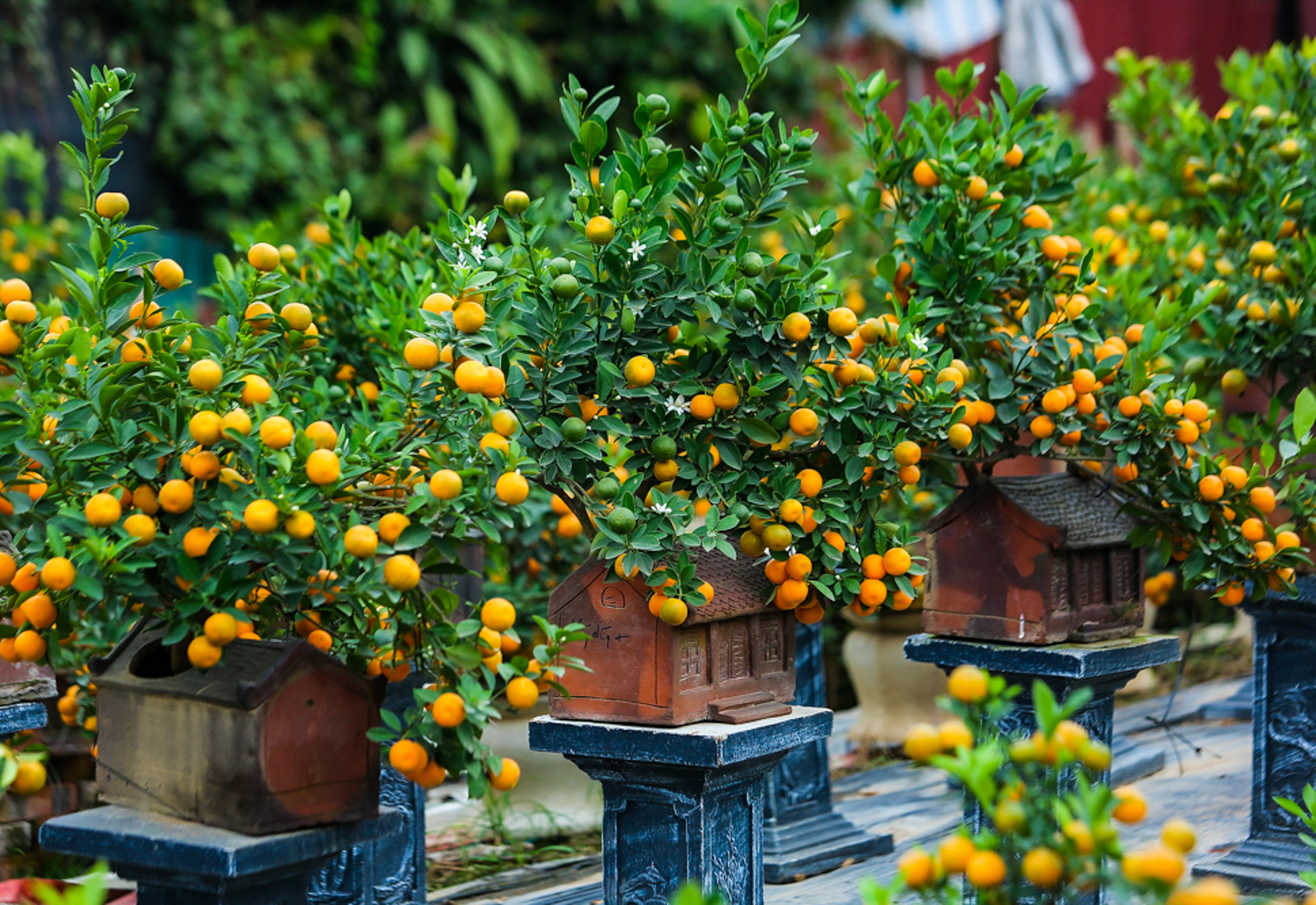 Độc đáo quất bonsai ôm nhà cổ mang phong cách xưa hút khách dù giá rất cao - Ảnh 4.