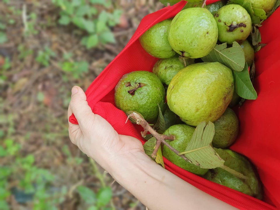 Hương ổi bối rối - Ảnh 1.