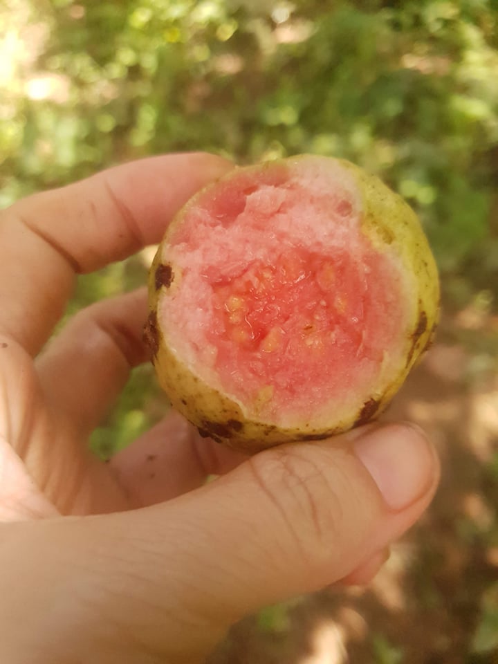 Hương ổi bối rối