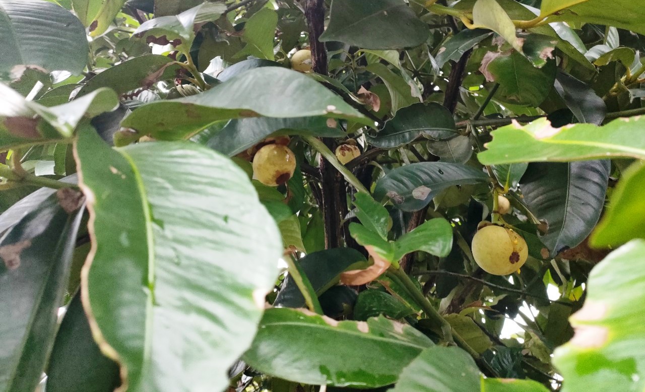 Bất thường việc thương lái thu mua lá măng cụt khi cây sắp ra hoa