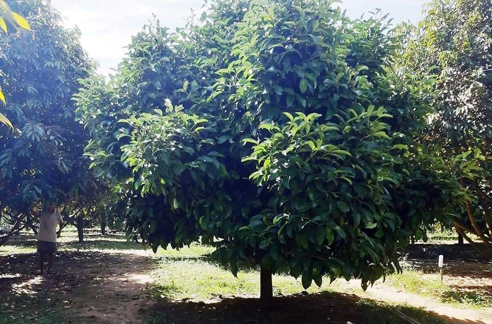 Bất thường việc thương lái thu mua lá măng cụt khi cây sắp ra hoa - Ảnh 2.