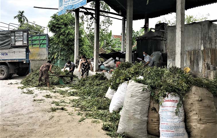 Sống khỏe nhờ c&acirc;y tr&agrave;m - Ảnh 2.