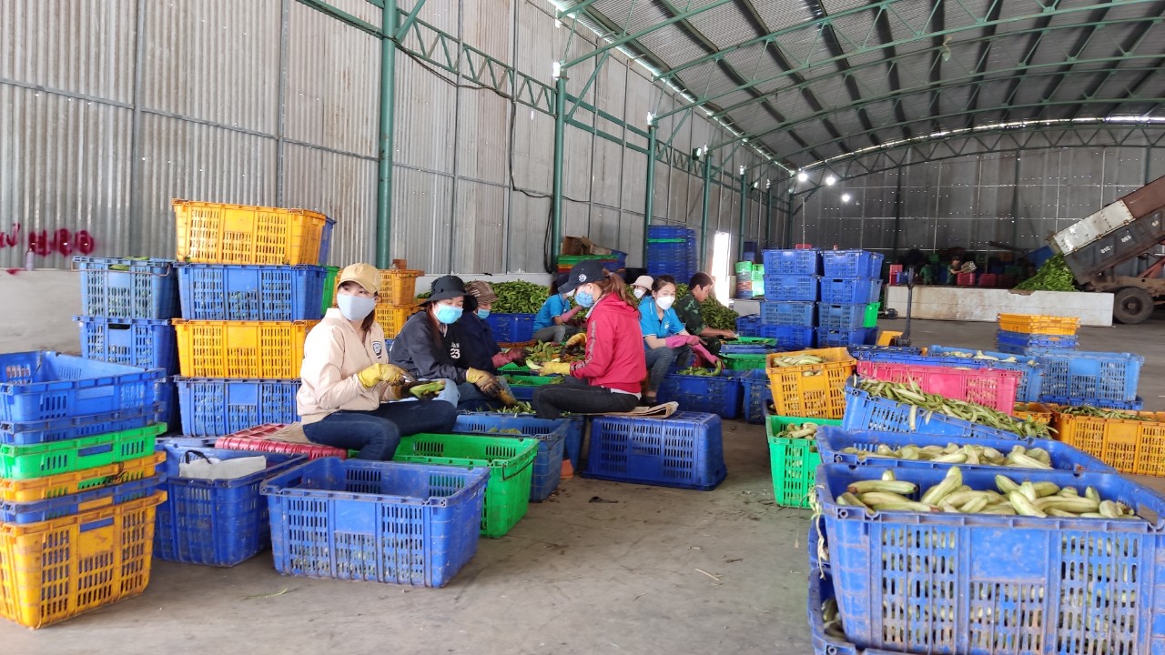 Bầu Đức tự tin sẽ trả được nợ từ mô hình heo ăn chuối - Ảnh 4.