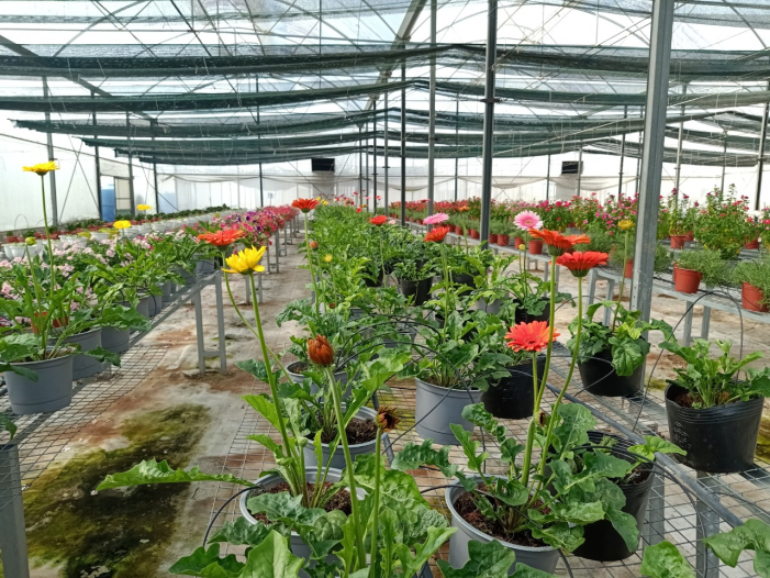 Hiệu quả trồng hoa công nghệ cao