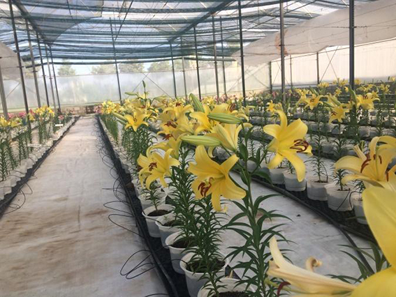 Hiệu quả trồng hoa công nghệ cao - Ảnh 3.
