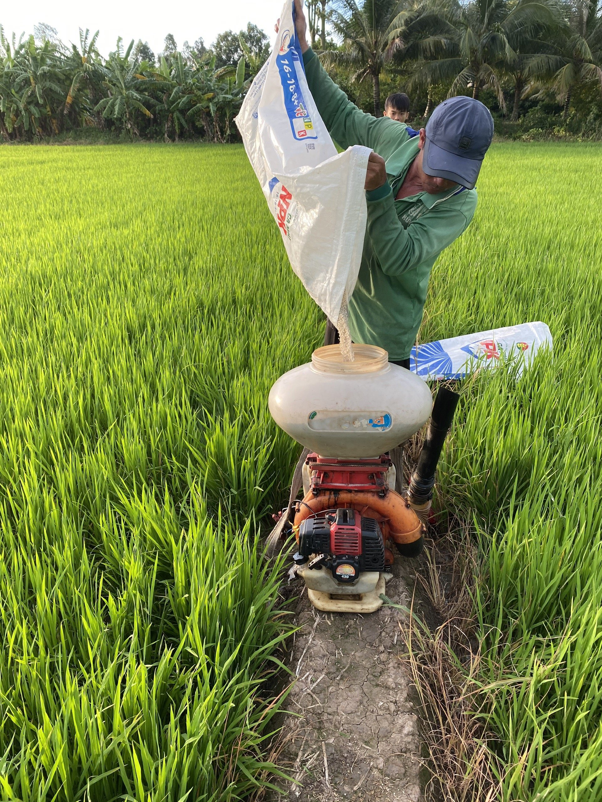 NPK Cà Mau - Giải pháp dinh dưỡng tối ưu cho từng loại trồng - Ảnh 1.