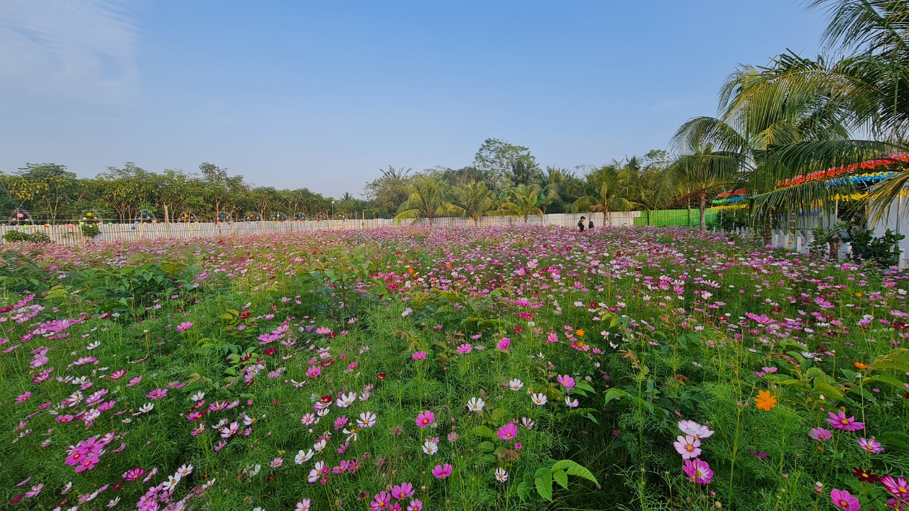 Rực rỡ sắc hoa tại Cần Thơ - Ảnh 1.