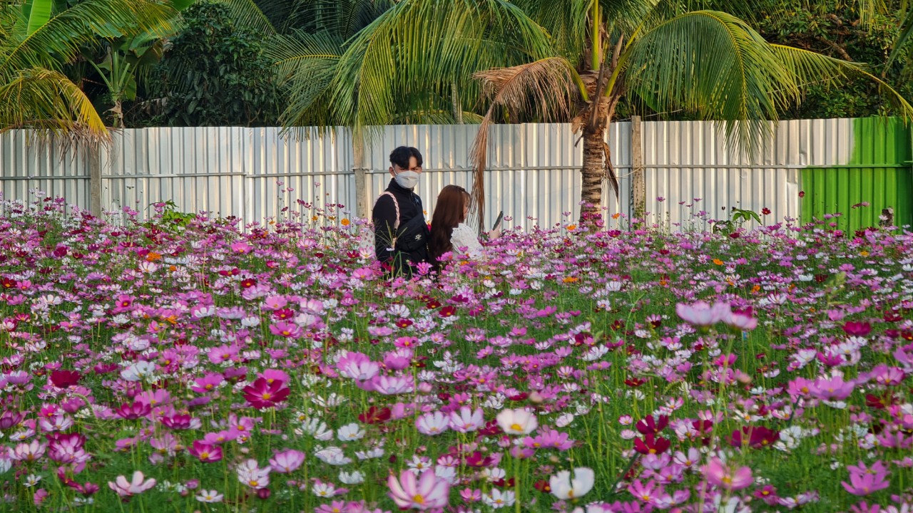 Rực rỡ sắc hoa tại Cần Thơ - Ảnh 3.
