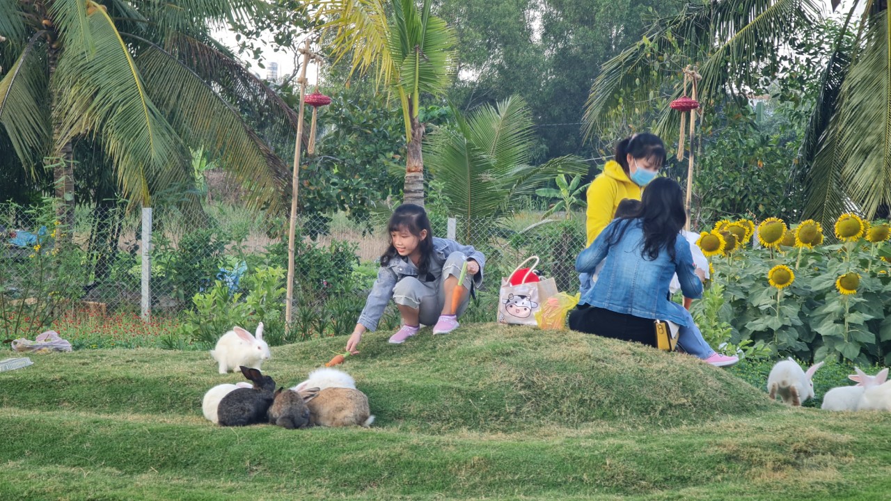 Rực rỡ sắc hoa tại Cần Thơ - Ảnh 12.