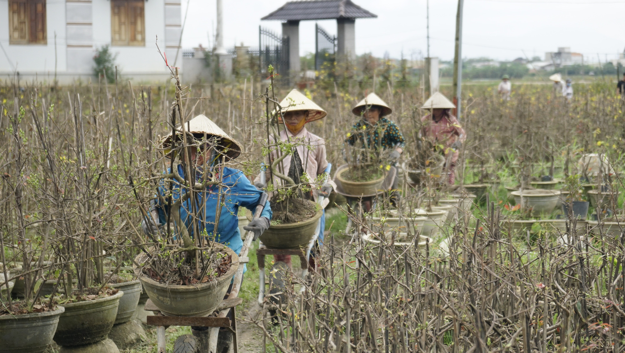 &ldquo;Thủ phủ mai v&agrave;ng miền Trung bất ngờ h&uacute;t h&agrave;ng v&agrave;o những ng&agrave;y gi&aacute;p Tết - Ảnh 2.