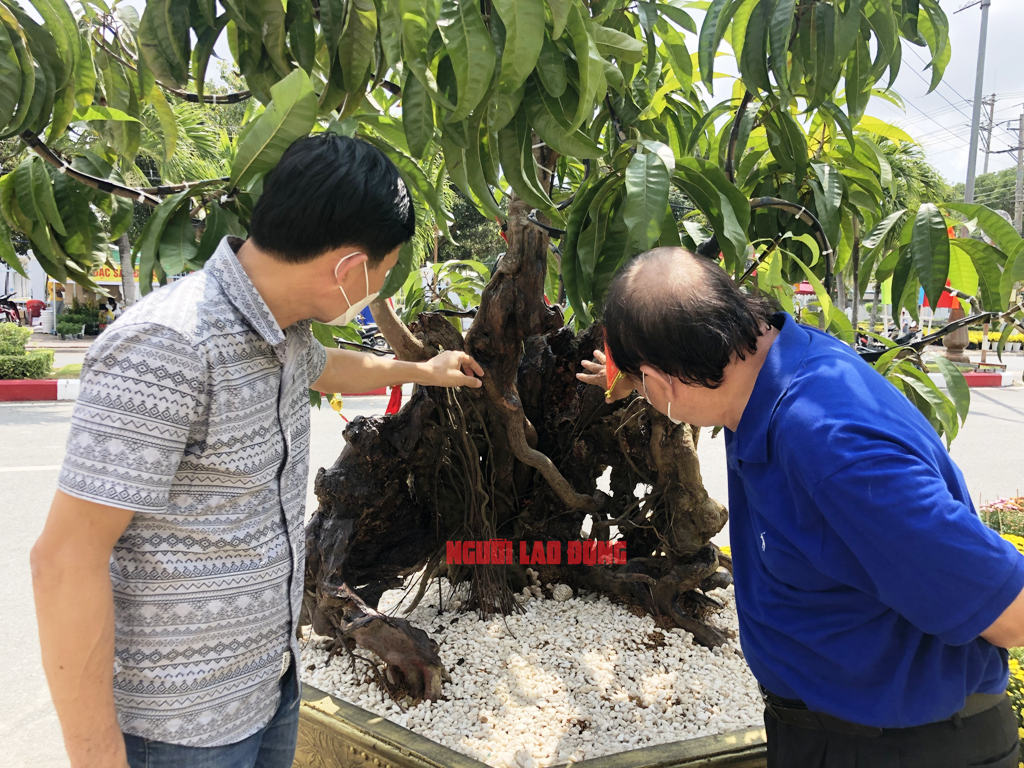 CLIP: Cận cảnh “cụ” lêkima hóa đá được rao bán 5 tỉ đồng