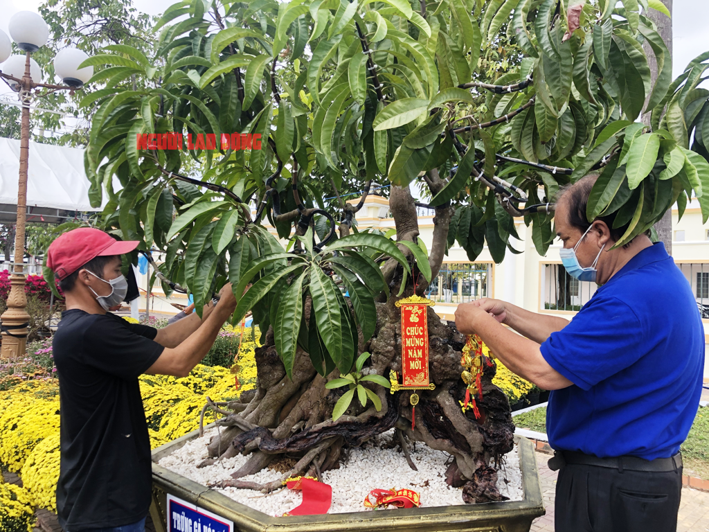 CLIP: Cận cảnh “cụ” lêkima hóa đá được rao bán 5 tỉ đồng - Ảnh 5.