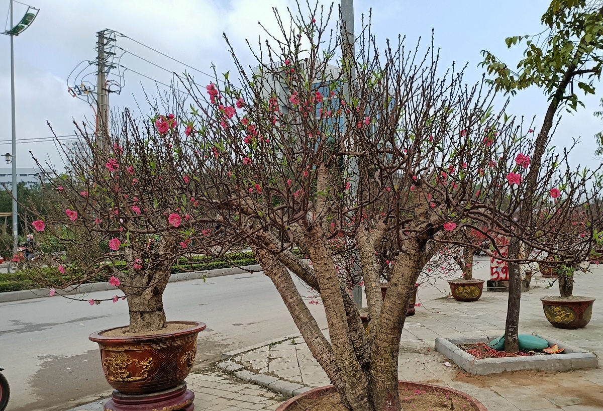 Đ&agrave;o khủng c&oacute; d&aacute;ng b&agrave;n tay lộc được h&eacute;t gi&aacute; gần 100 triệu - Ảnh 9.