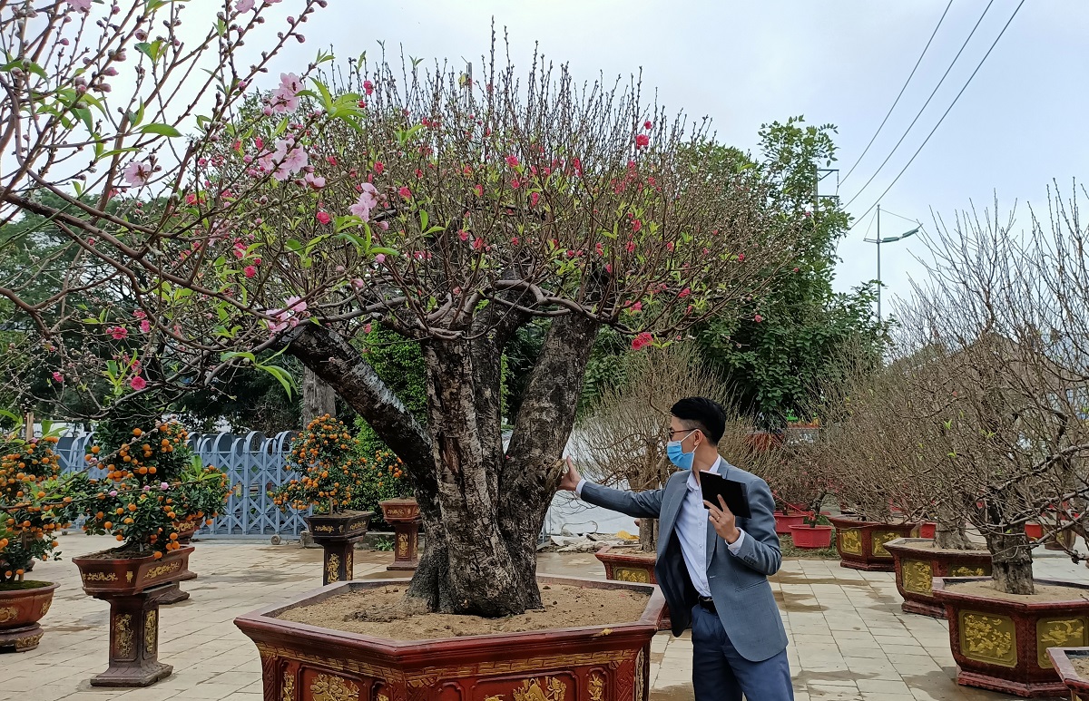 Đ&agrave;o khủng c&oacute; d&aacute;ng b&agrave;n tay lộc được h&eacute;t gi&aacute; gần 100 triệu - Ảnh 1.