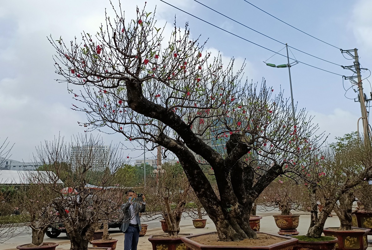 Đ&agrave;o khủng c&oacute; d&aacute;ng b&agrave;n tay lộc được h&eacute;t gi&aacute; gần 100 triệu - Ảnh 10.